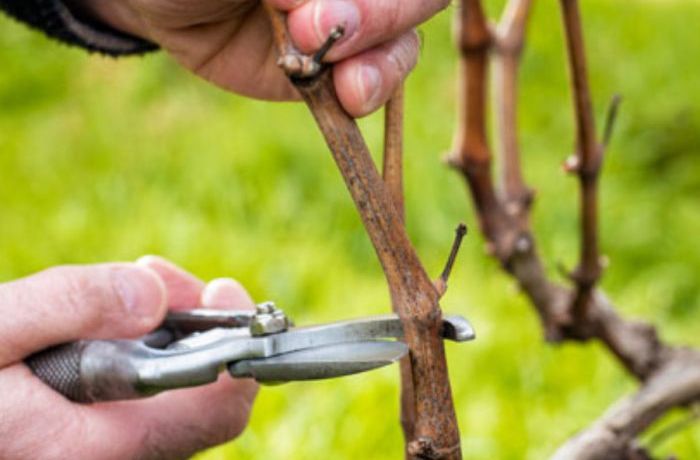 Il “rito” della Potatura 