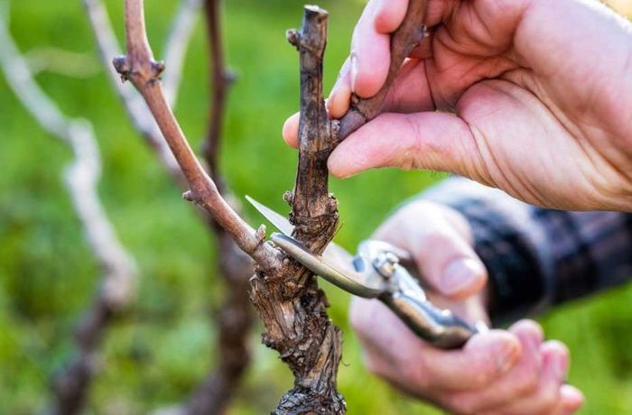 Il “rito” della Potatura 