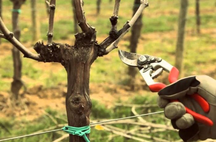 Il “rito” della Potatura 
