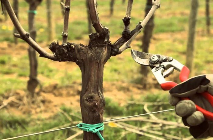 Il “rito” della Potatura 