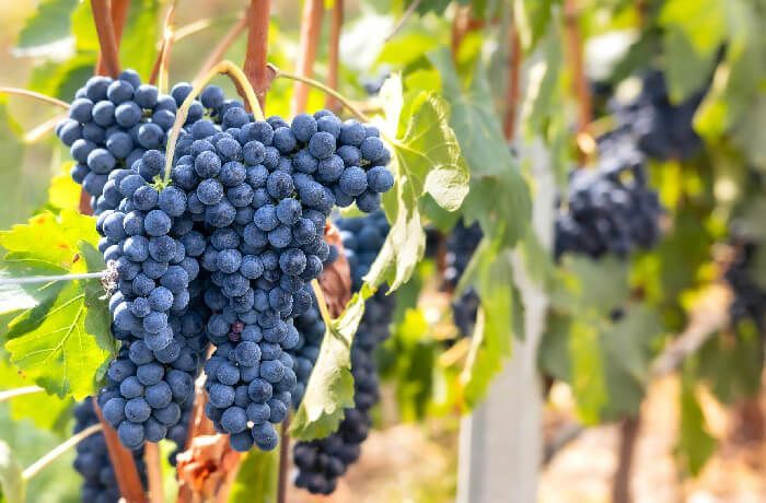 Cantina Ramuscello sposa la campagna MASAF: “Vino - Coltiviamo ciò che ci unisce