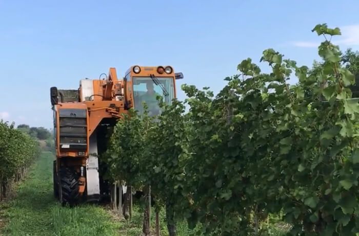 August grape harvest