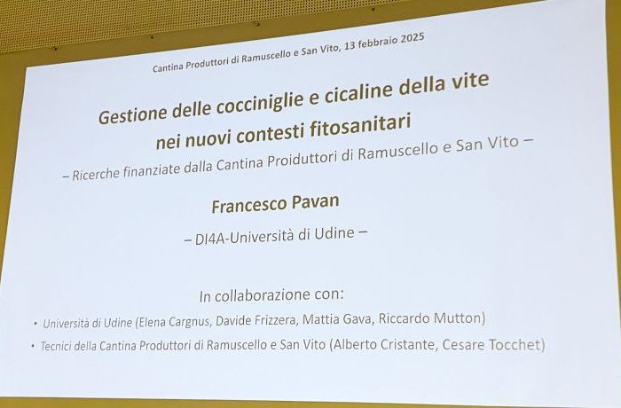 Università di Udine