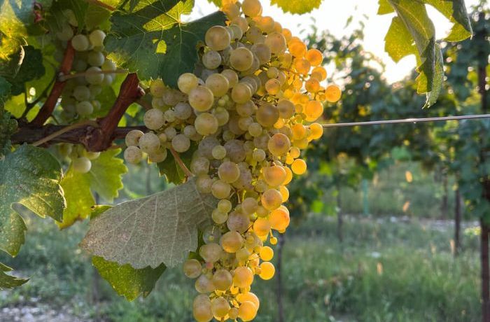 Vendemmia 2024