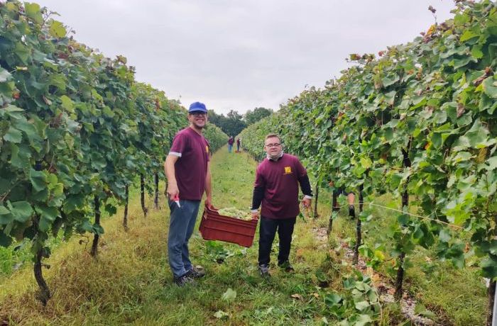 Vendemmia solidale con la Cooperativa Futura