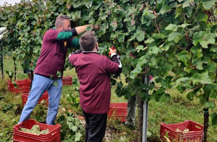 Vendemmia solidale con la Cooperativa Futura