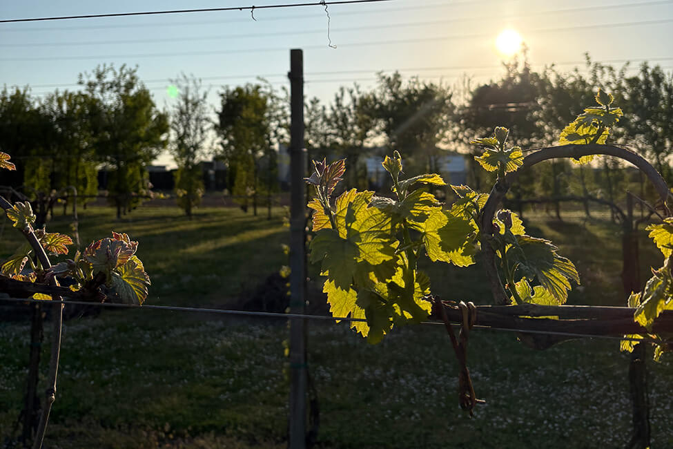 Vigna del progetto Vino Terre
